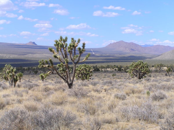 Visit Mojave National Preserve on Sky & Telescope's astronomy tour